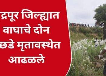 चंद्रपूर जिल्ह्यात वाघाचे दोन बछडे मृतावस्थेत आढळले | Chandrapur district