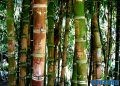 Bamboo forest