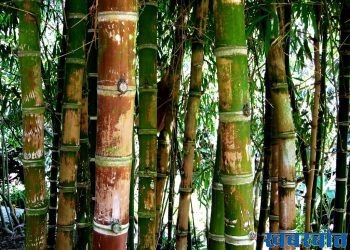 Bamboo forest