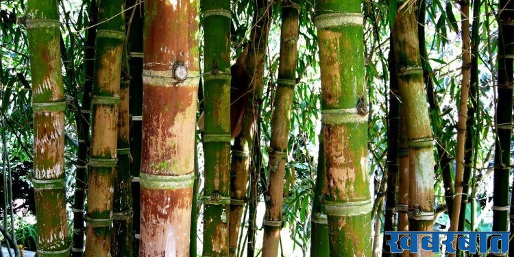 Bamboo forest