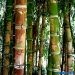Bamboo forest