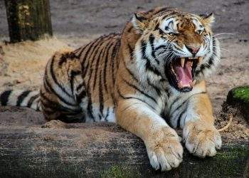 tiger, animal,