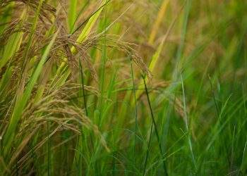 paddy, grass, food, paddy producers