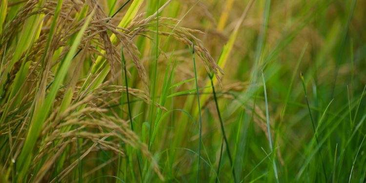 paddy, grass, food, paddy producers