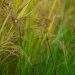 paddy, grass, food, paddy producers