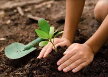 “वृक्ष लागवड “(कवयित्री हर्षा भुरे)