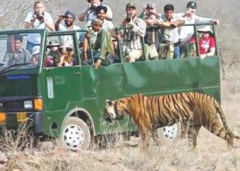 Tadoba Jungle Safari Bookings Scam : ताडोबा सफारी ऑनलाइन बुकिंगच्या नावाखाली फसवणूक; प्रकरण उघडकीस