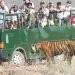 Tadoba Jungle Safari Bookings Scam : ताडोबा सफारी ऑनलाइन बुकिंगच्या नावाखाली फसवणूक; प्रकरण उघडकीस