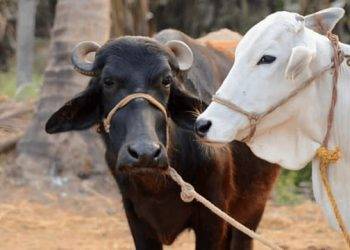 सावरटोला येथे शुक्रवारी एक दिवसीय दुग्ध व्यवसाय प्रशिक्षण उ