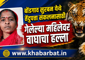 बोंडगाव सुरबन येथे तेंदुपत्ता संकलनासाठी गेलेल्या महिलेवर वाघाचा हल्ला
