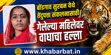 बोंडगाव सुरबन येथे तेंदुपत्ता संकलनासाठी गेलेल्या महिलेवर वाघाचा हल्ला