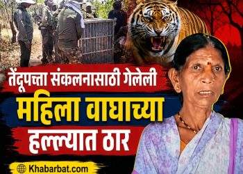 तेंदूपत्ता संकलनासाठी गेलेली महिला वाघाच्या हल्ल्यात ठार