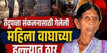 तेंदूपत्ता संकलनासाठी गेलेली महिला वाघाच्या हल्ल्यात ठार